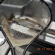 Carls 17 inch rainbow 051711